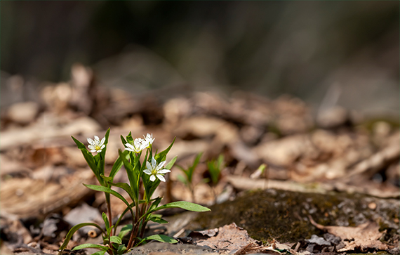 A Symphony Of Innovation And Nature